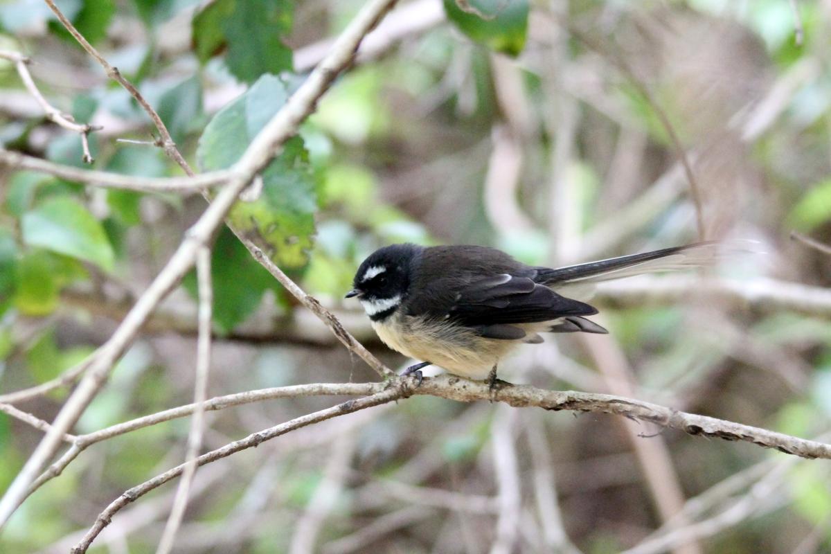 New Zealand Fantail (Rhipidura fuliginosa), Kaiteriteri-Sandy Bay Road, Kaiteriteri, Tasman, New Zealand, 2014-03-12 New Zealand Fantail (Rhipidura fuliginosa)